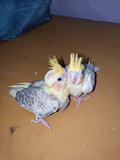 cocktail baby