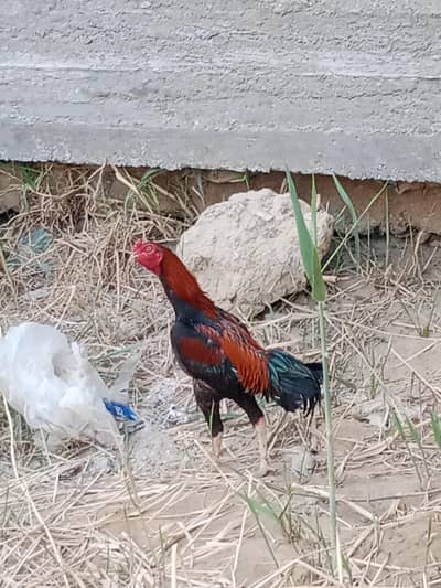 Aseel murga Aseel murgi pair
