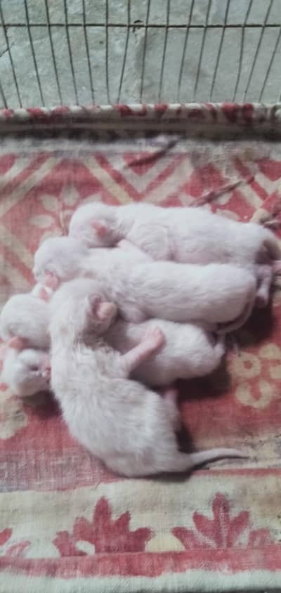 six kittens and one cat