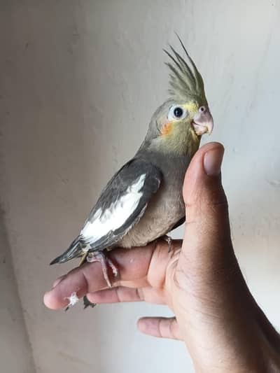 Cocktail Parrot Hand Tame