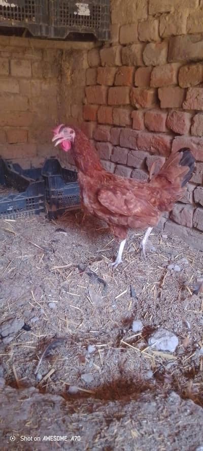 golden misrri egg laying hens
