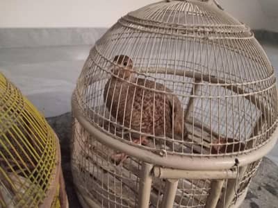 best offer male & female pair