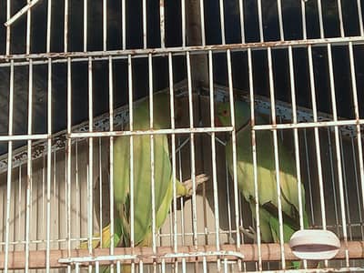 best home pair ready to breed for sell