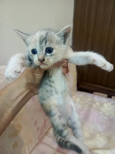 single Court Persian Active Kittens