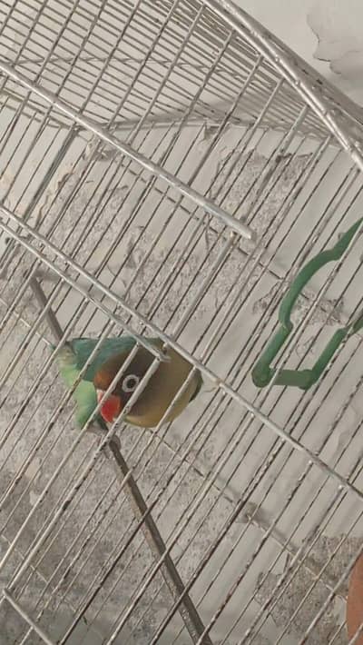 parrot for sale