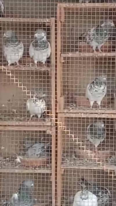 pigeons for sale