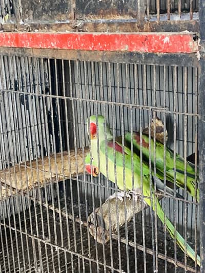 Raw parrot breader pair age 3 years price 65000