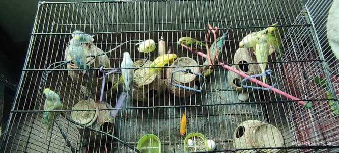 6 healthy pairs for sale
