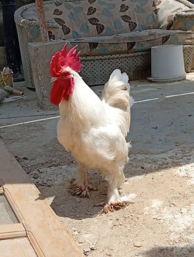 white heavy buff