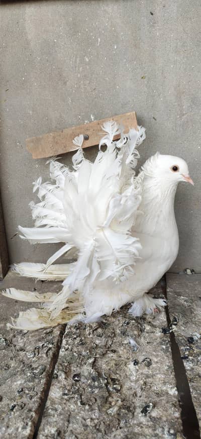 indian fantail breeder pair with one chick pure white color