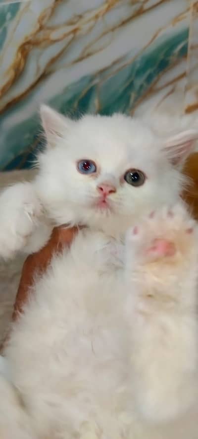 Triple coated Persian kittens available in Lahore