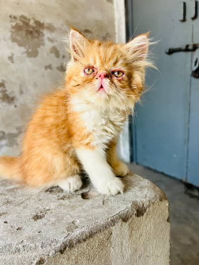Bi color piki kitten