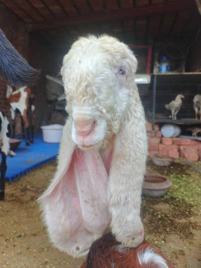 kajla chatra | lela | kakka kajla | sheep | Bakra .