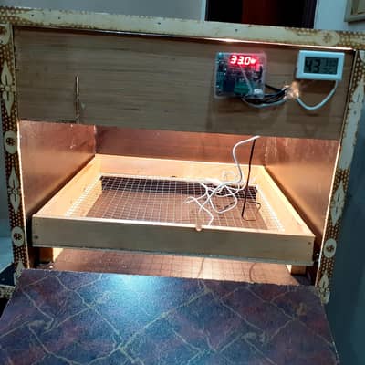 eggs incubator