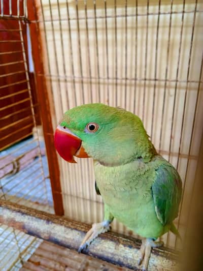 Green parrot