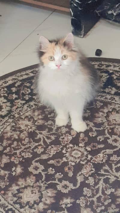 colical persian kitten available for sale fully vaccinated