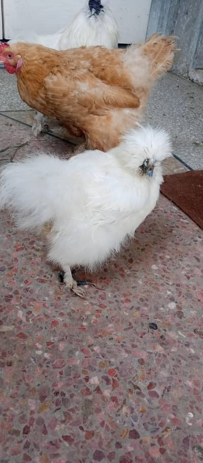 Silkie female
