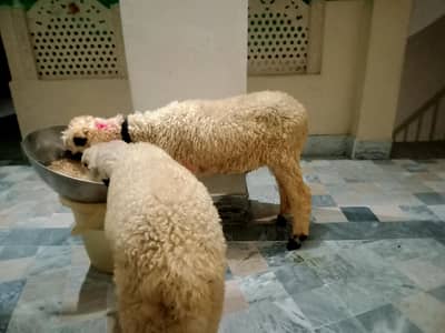 Mundra Jori For Sale
