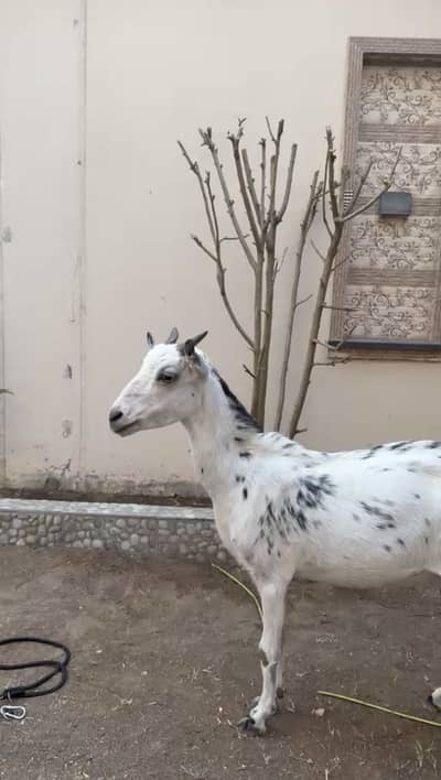Teddy bakri 4 daat 23 din ki lagi hua hai achy bakra sa