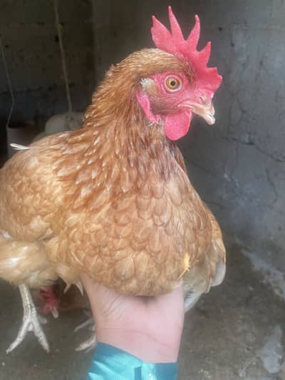 Louman bromen hens for sale argent