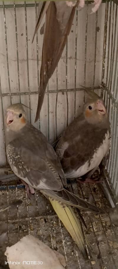 pearl split chicks