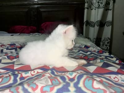 Persian kitten