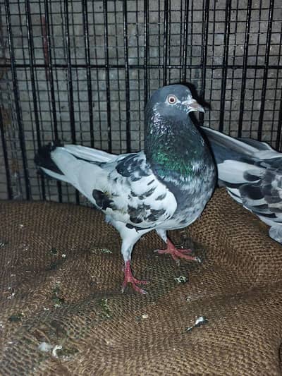 2 teddy cross pair for sale