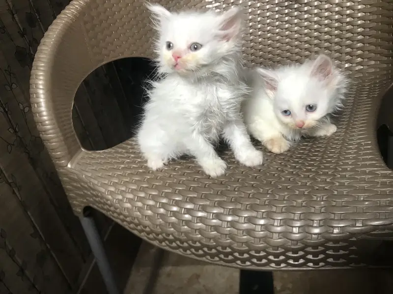 Beautiful white 2 pairs contect on WhatsApp 03044997920 — photo 4