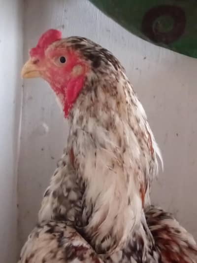 Pure Aseel Shamo And Parrot beak cross