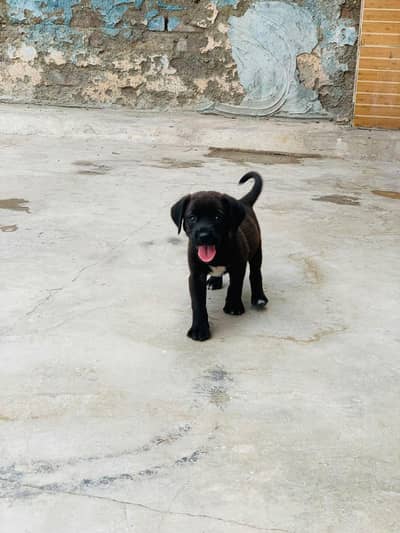 Labrador dog