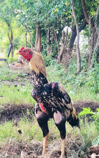 Sawa Jawa ( 3300 gram) Band Gadi