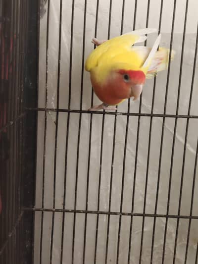 Healthy Love Birds 4 Pairs + 6 Chicks + Big Cage