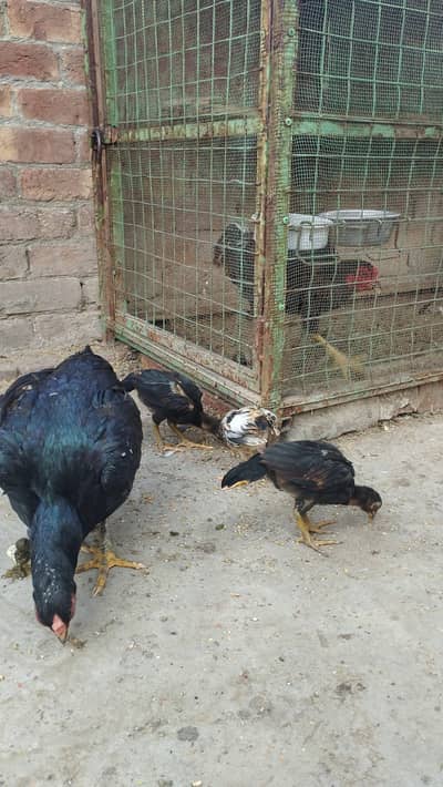 Assel chicks