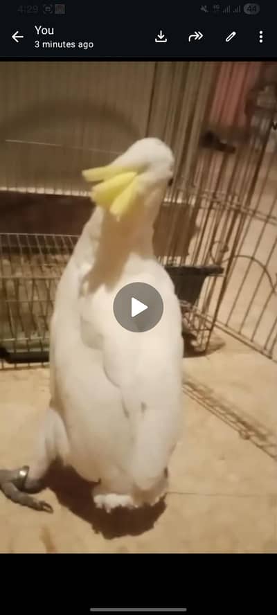 3 piece Sunconur self chick