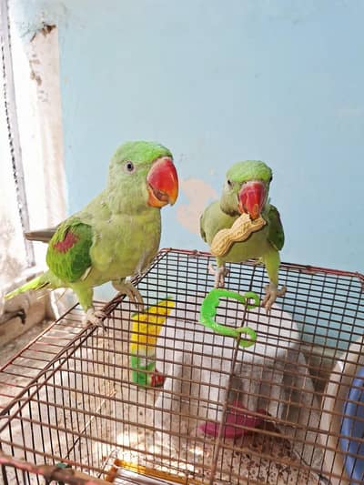 Kashmiri pahari pair