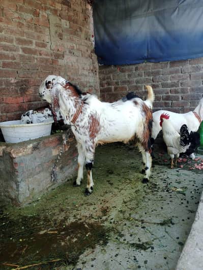 Desi Goat