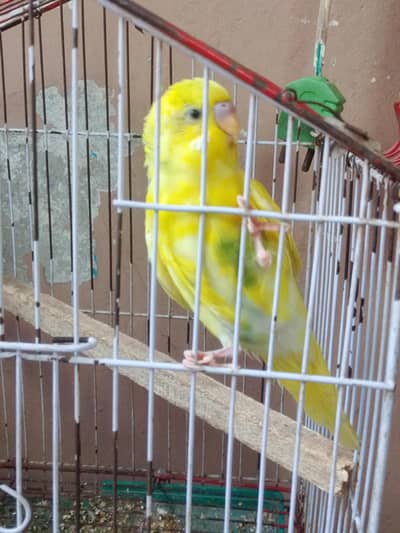 hand tame male for sale