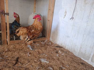 2 Desi murgha rooster murghay murga