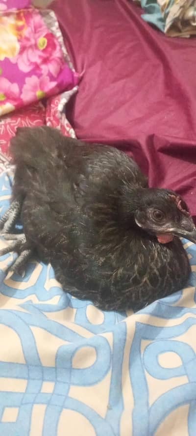 MIDDLE AGE CHICK FOR SALE 1 Murgi