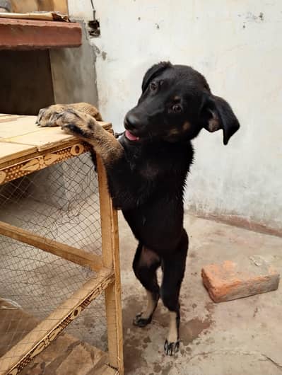Roti Shepherd