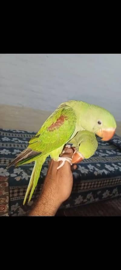 raw parrat 2 pic