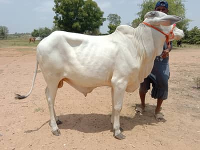 Bachra | Bachia | Bull | Qurbani | Pada | Palaie | Cow 4 Sale