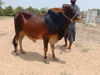 Bachra | Bachia | Bull | Qurbani | Pada | Palaie | Cow 4 Sale