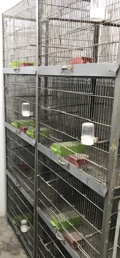 Birds Cage