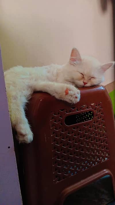 persian cat