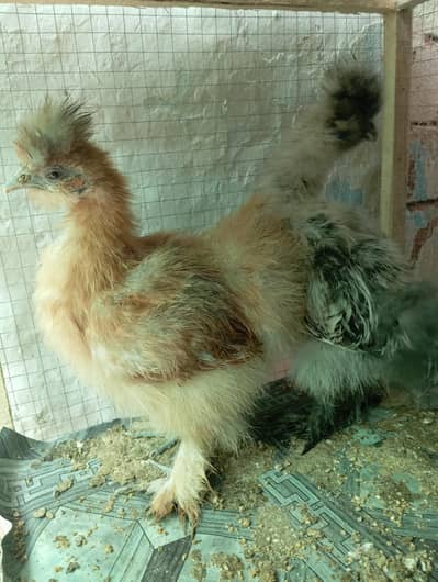 silkies chicks for sale