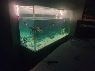 5ft aquarium for fishes complete