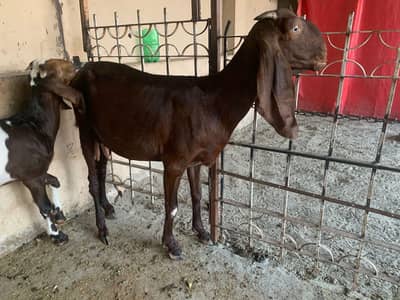 Female cross beetal with male baby