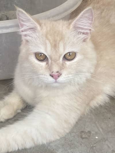 Cream tabby Persian Cat Dol Face