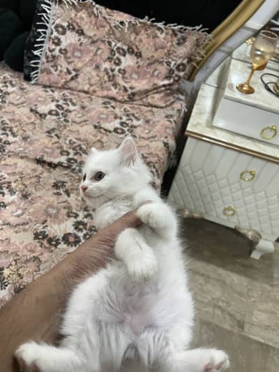 Persian cat
